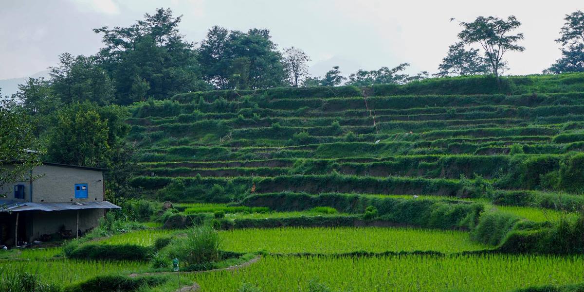 काठमाडौं उपत्यकामा रोपाईको मैजारो