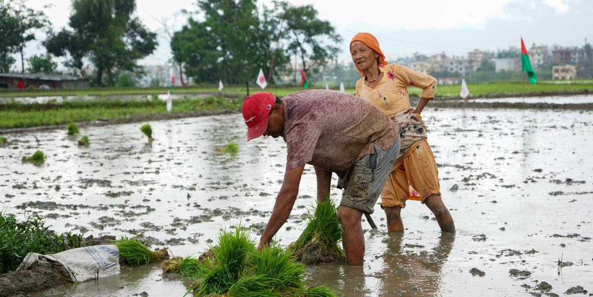 असार १५ को धान दिवसमा रोपाईमा व्यस्त भक्तपुरका कृषकहरु