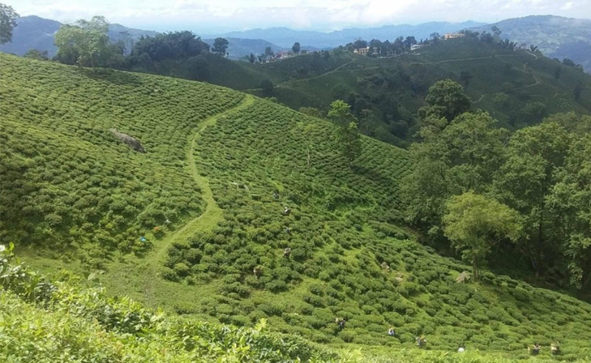 नेपालको चिया बजार विथोल्ने भारतको योजना, संकटमा नेपाली चिया उद्योग 